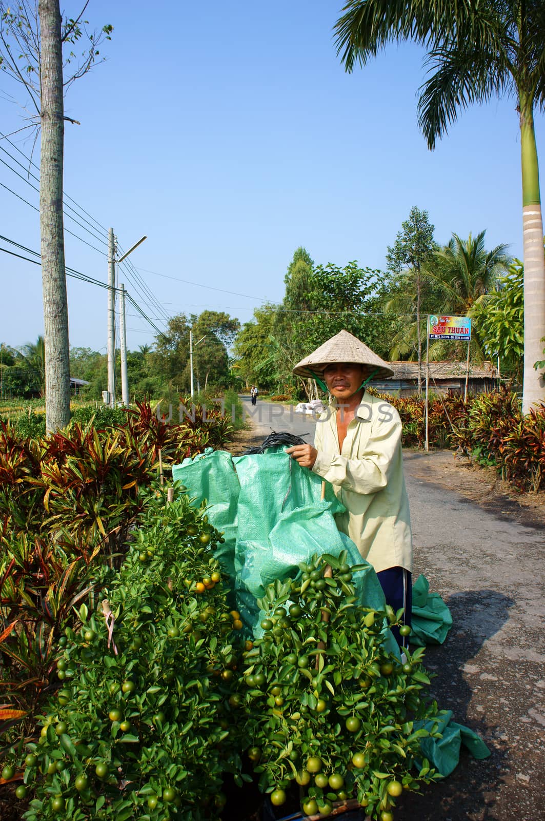Farmer with citrus tree by xuanhuongho
