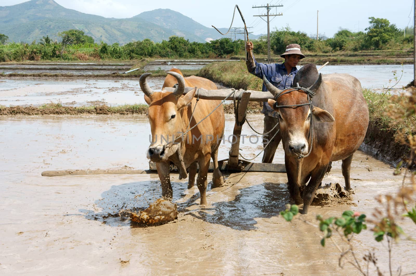  BINH THUAN, VIET NAM- FEBRUARY 4: Farmer with two buffalos ploughing on rice field, February 4, 2013 in Binh Thuan, Viet Nam     