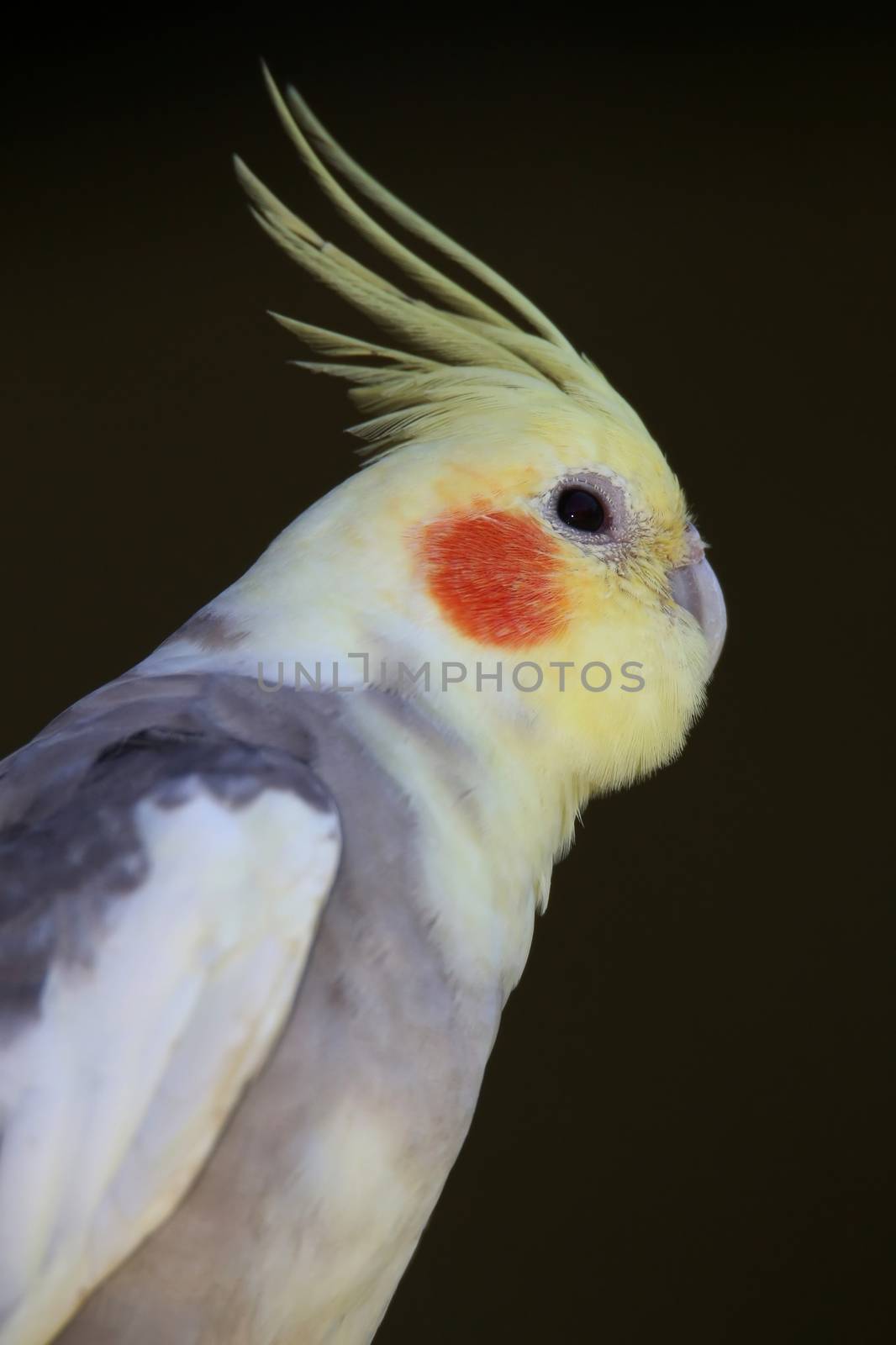 Coackatiel Bird  by fouroaks