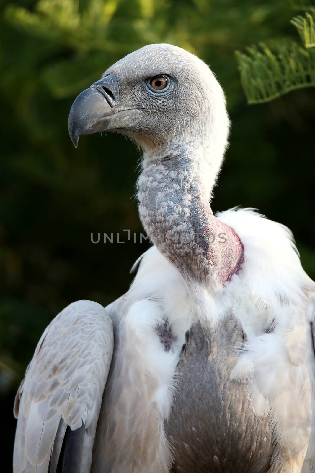 Portrait of a Griffon's vulture bird with a large hooked beak