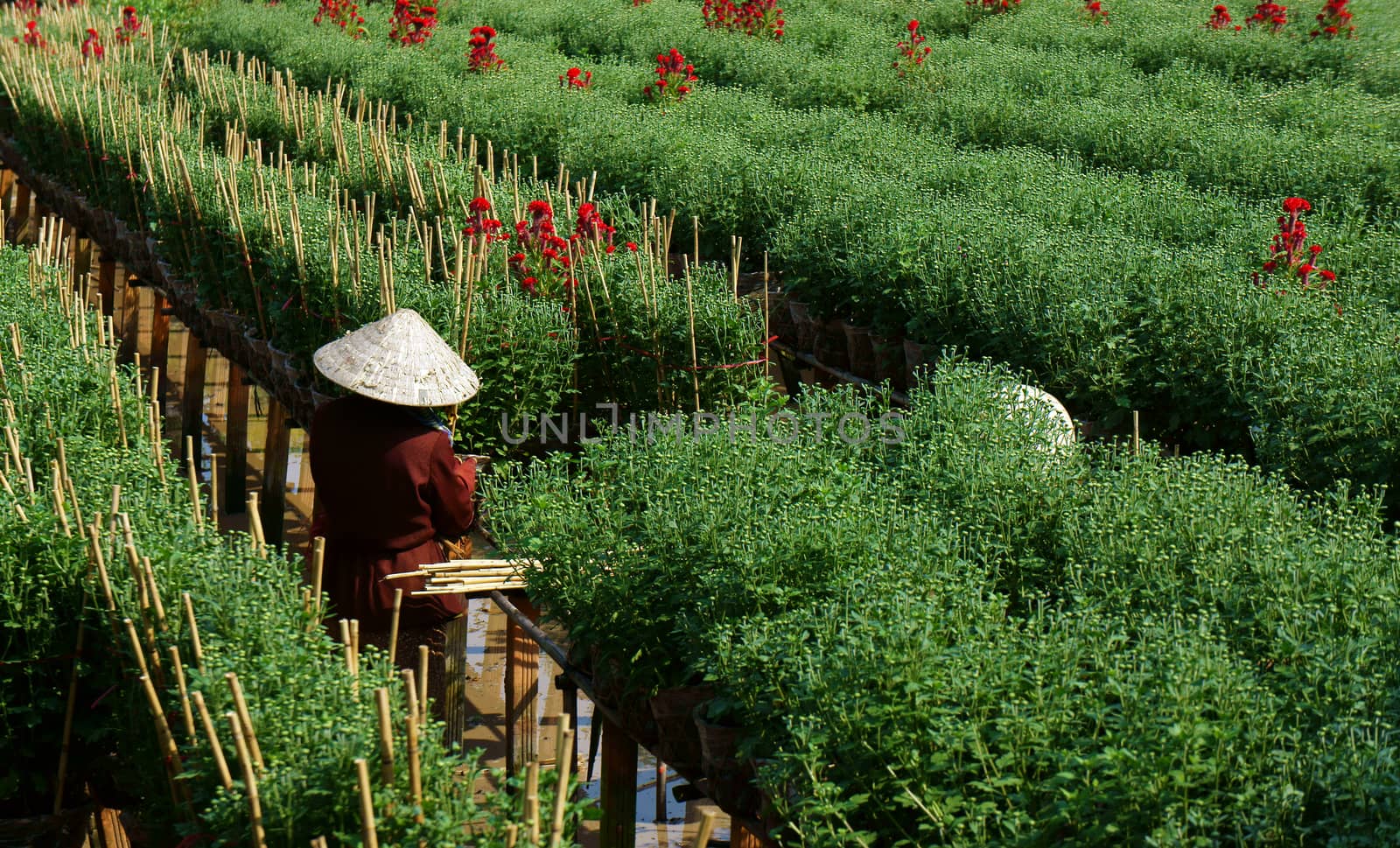Farmer working on flower farm by xuanhuongho