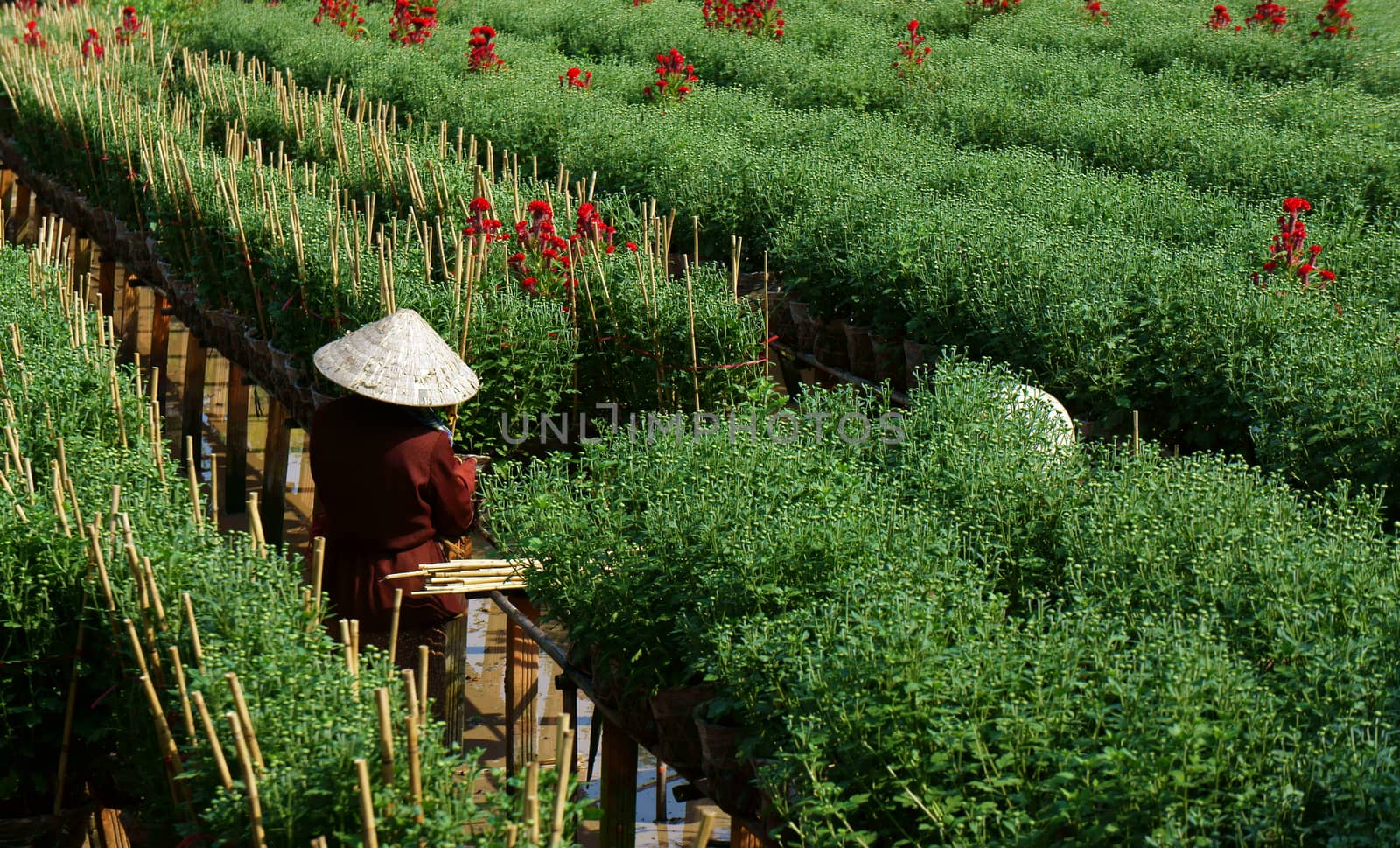 SA DEC, VIET NAM - JANUARY 26: Farmer working on farmland, they care daisy flower tree in Sadec on January 26, 2013