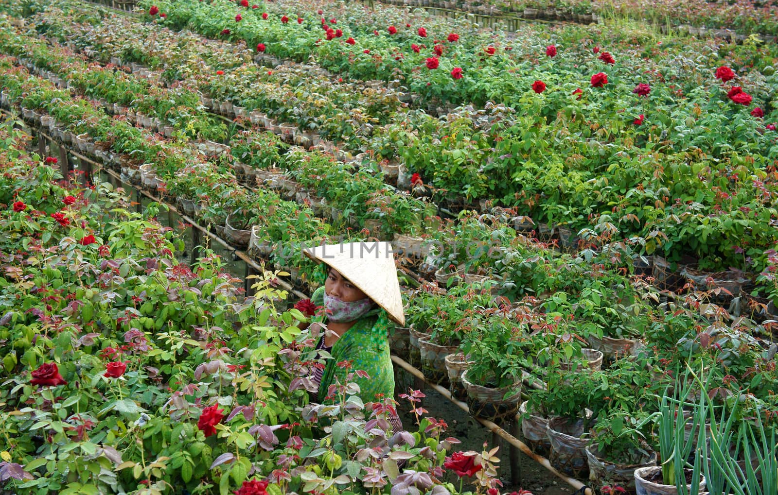 SA DEC, VIET NAM - JAN 26: Vietnamese farmer working on flower garden, roses blossom in bright red, ready  for tet (lunar new year) occasion in Sadec - place supply large flower- Vietnam, Jan 26, 2013