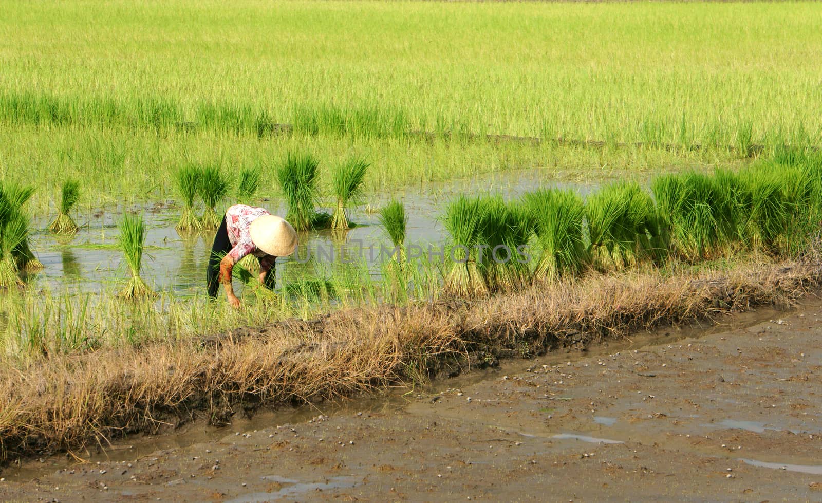 Farmer working on rice field by xuanhuongho