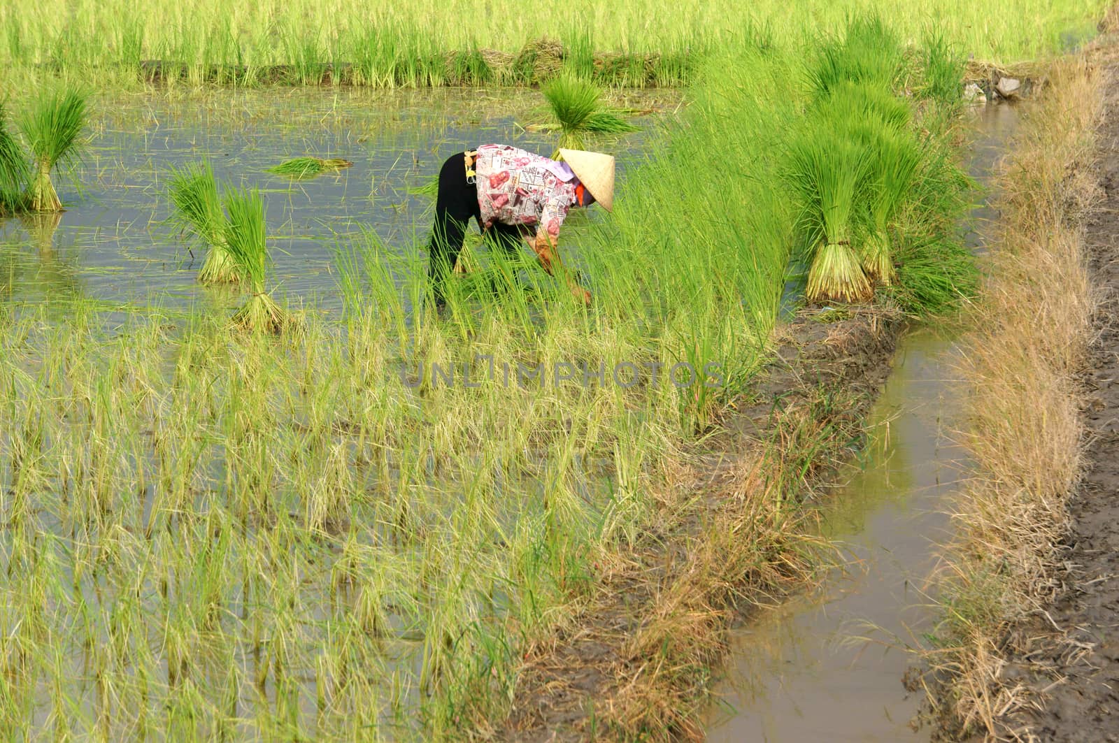 LONG AN, VIET NAM- OCT 7: Farmer working on rice field, they sowing rice seeds in Long An, Viet Nam, Oct 7, 2012 