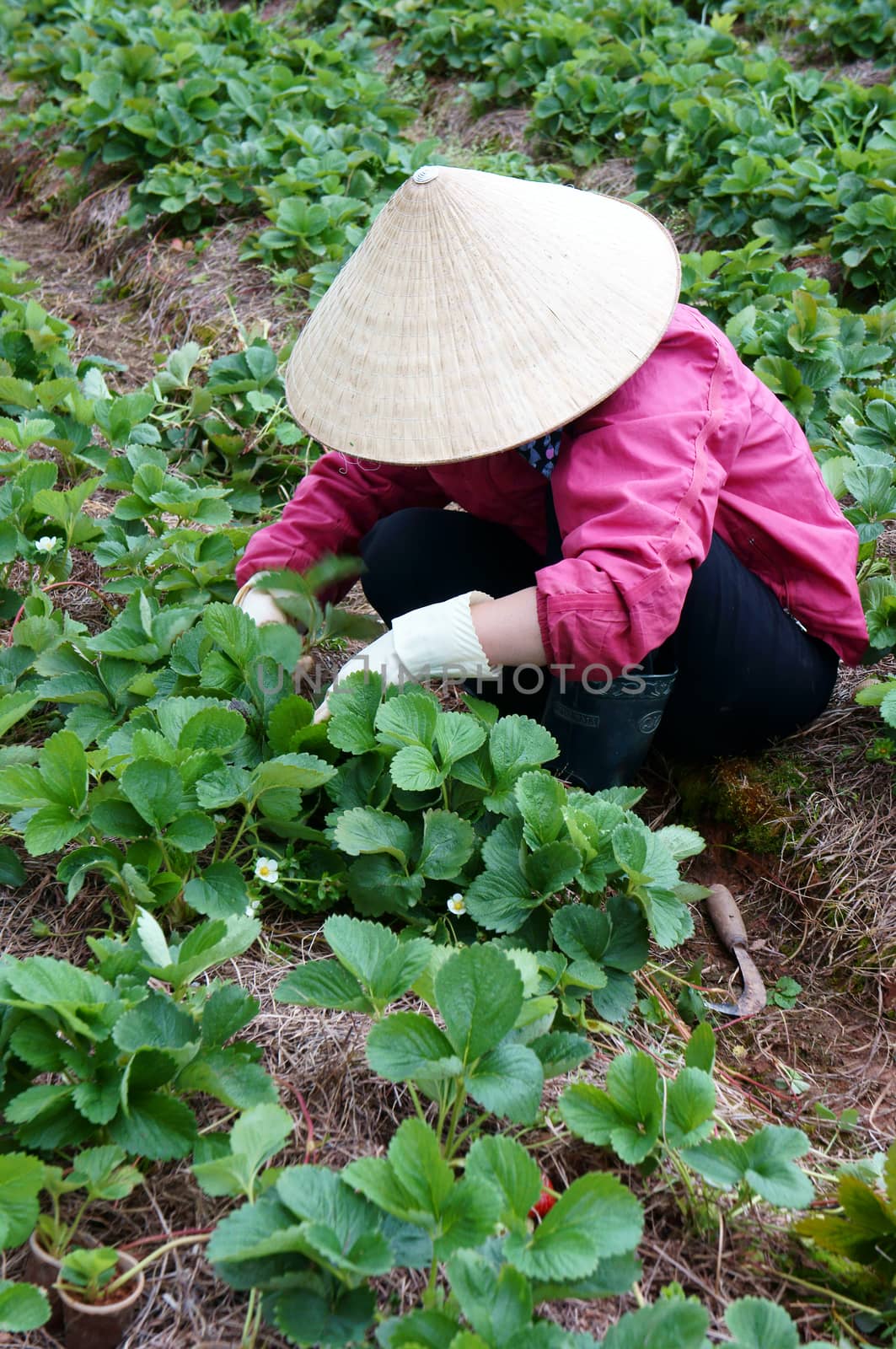 Farmer working on strawberry farm by xuanhuongho