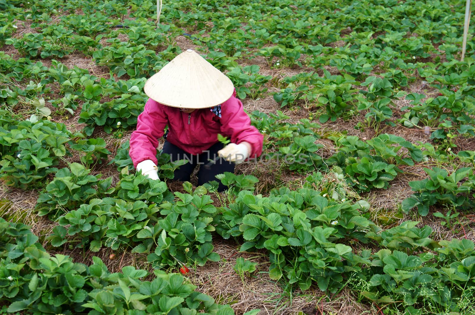 DA LAT, VIET NAM- SEPTEMBER 5:Vietnamese Farner working at Strawberry farm, Dalat, Viet Nam, September 5, 2013