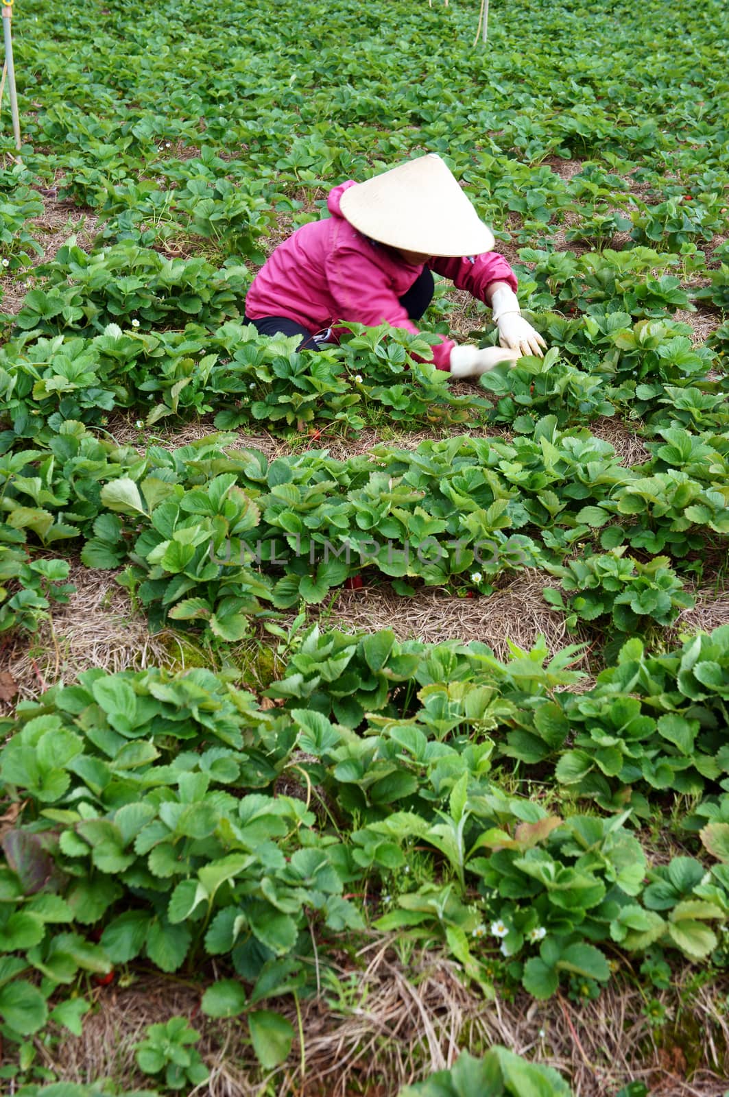 Asian Farmer working on strawberry farm by xuanhuongho