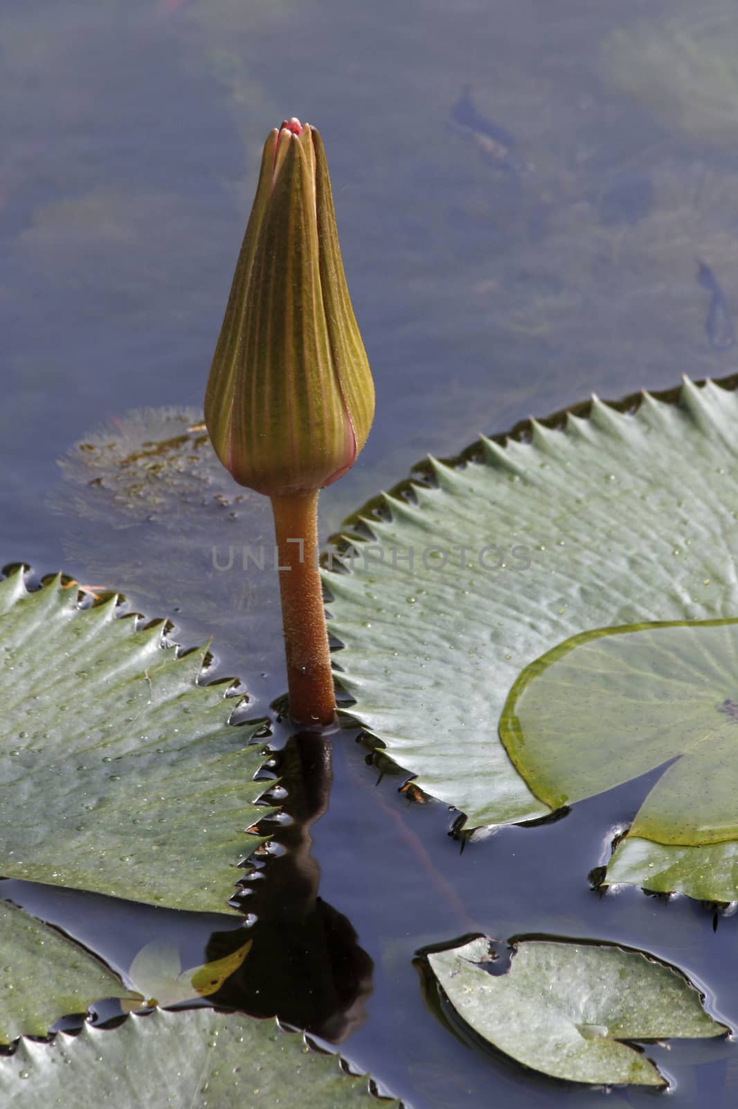 Water lilies before they open closed state.