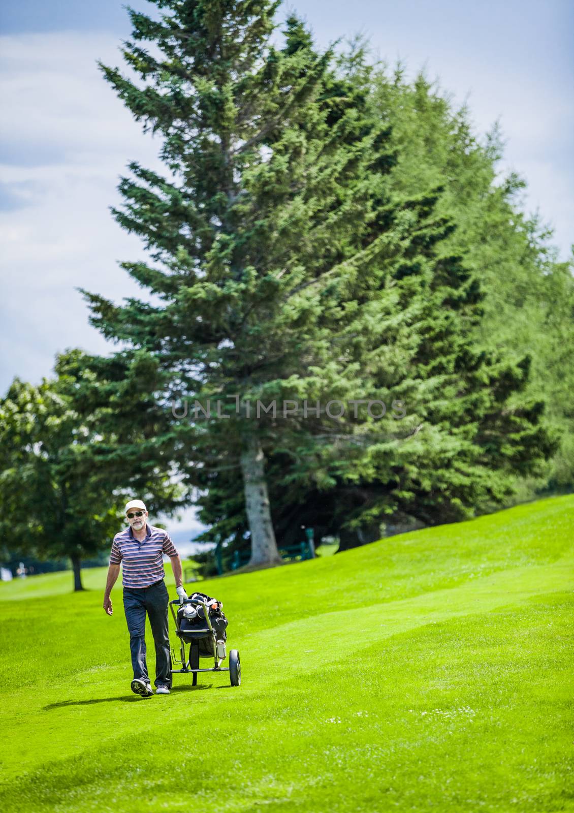Mature Golfer on a Golf Course Walking with Golf bag