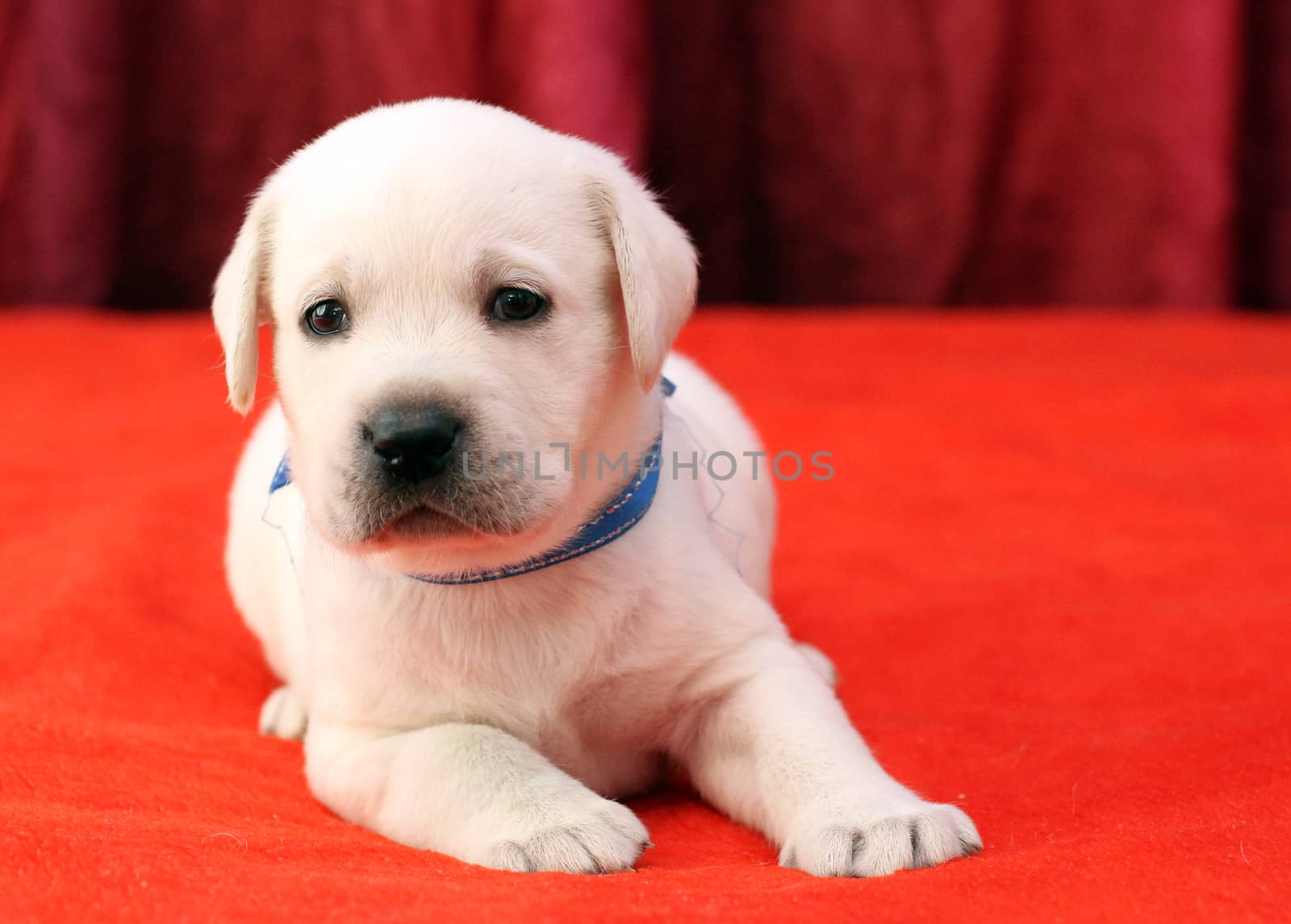 happy yellow labrador puppy laying on red background