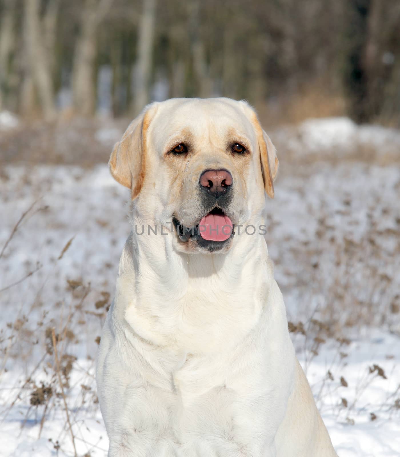 yellow labrador in the snow in winter portrait