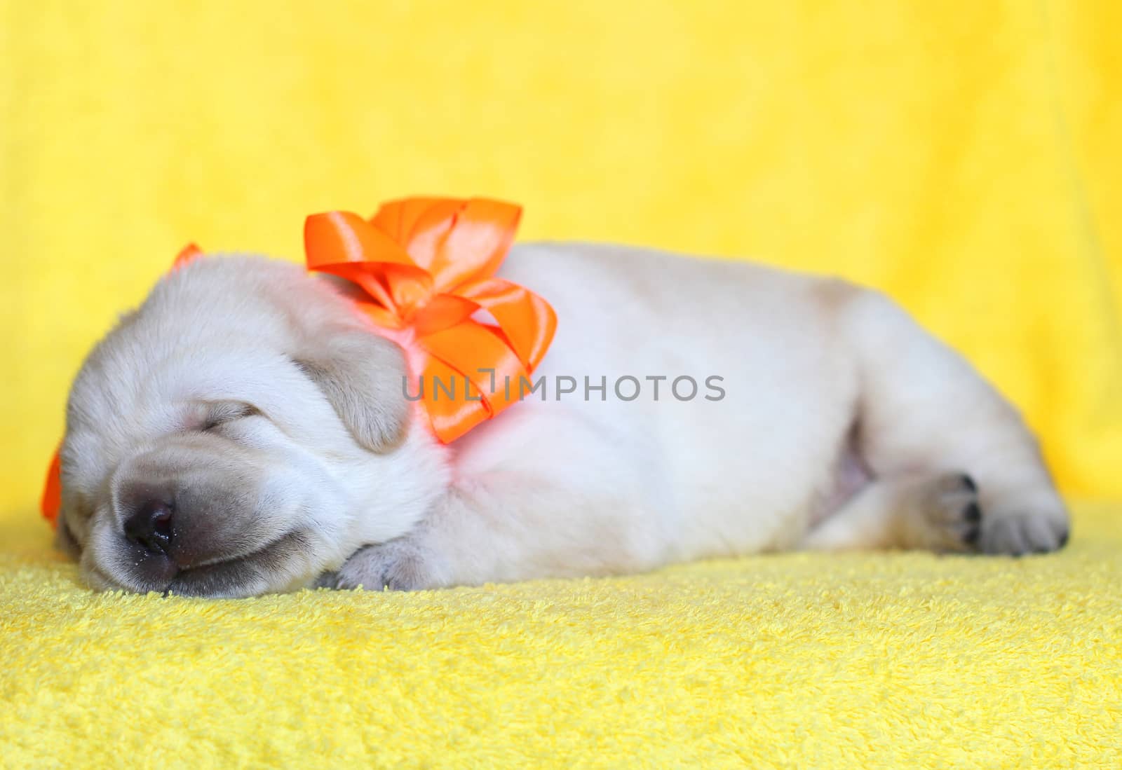 happy yellow labrador puppy sleeping on yellow background