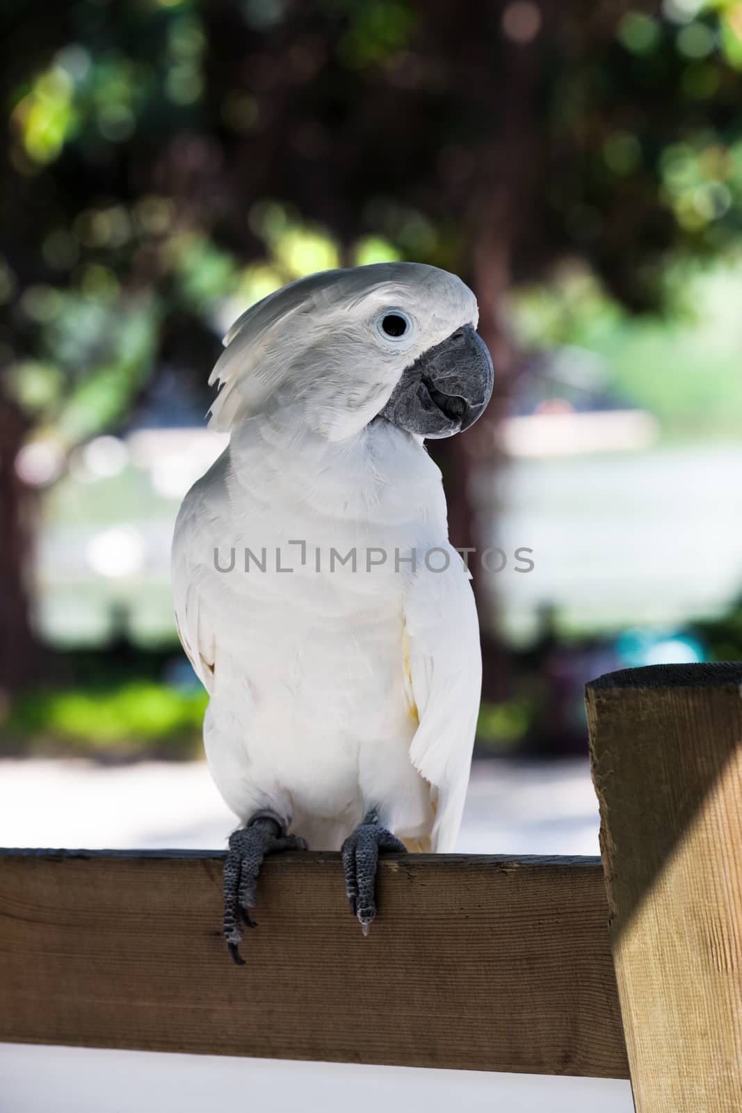 white parrot by terex