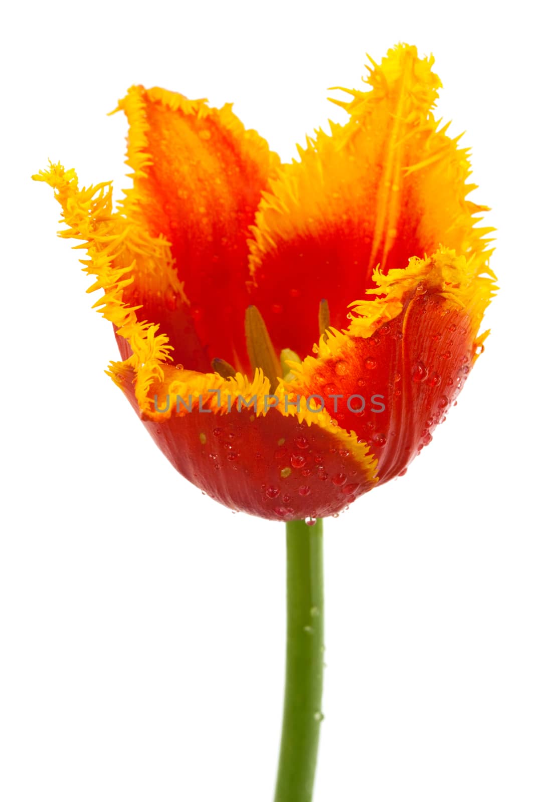 Beautiful red tulip on a white background