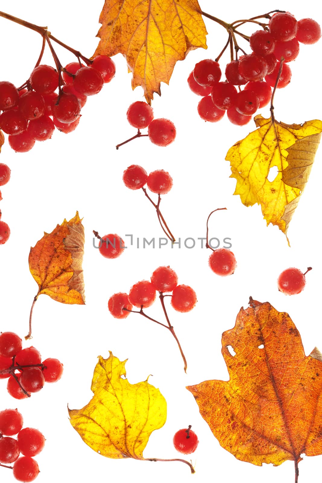 viburnum and yellow leaves by terex