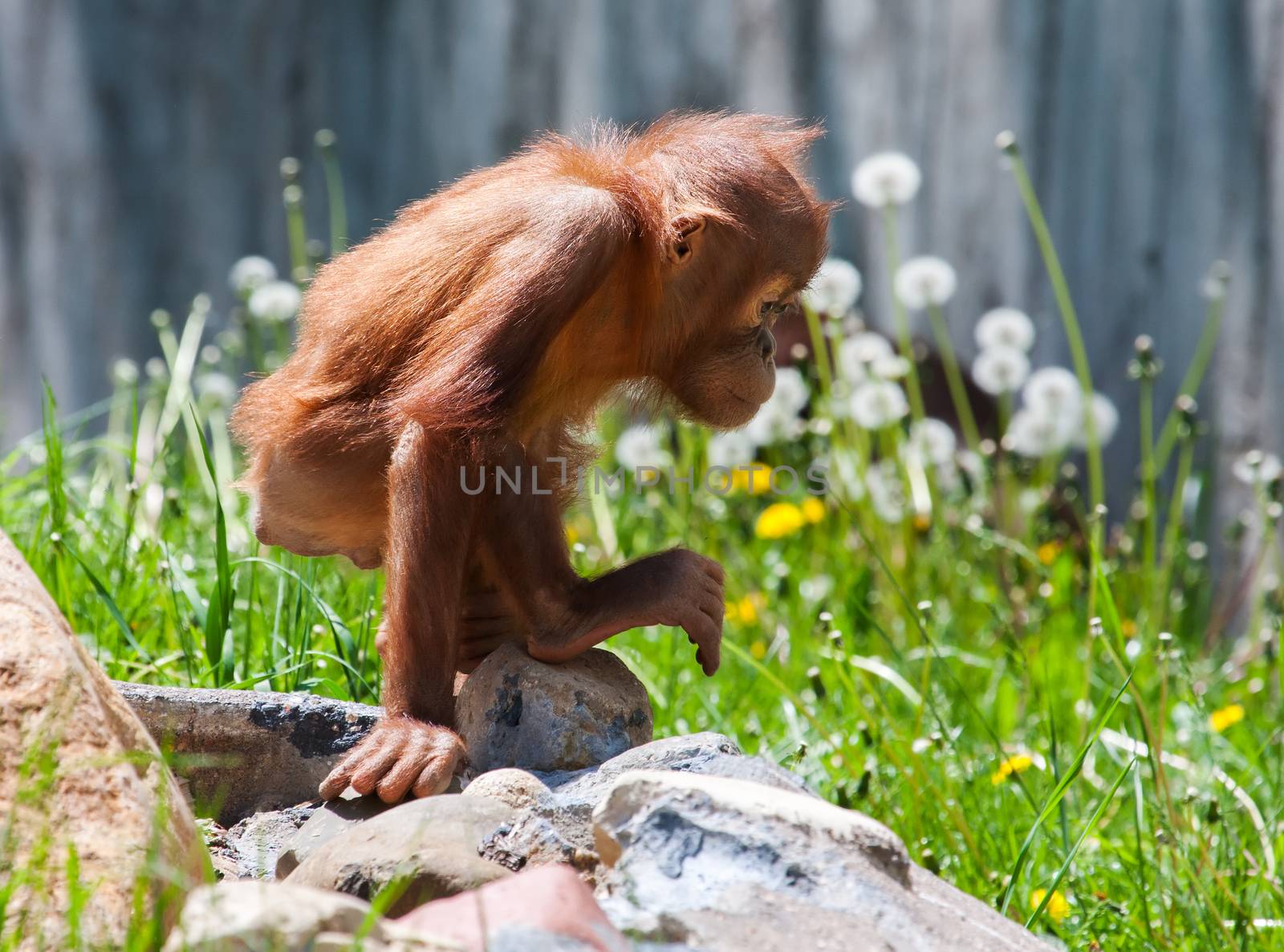 Baby orangutan climbing on a bunch of rocks