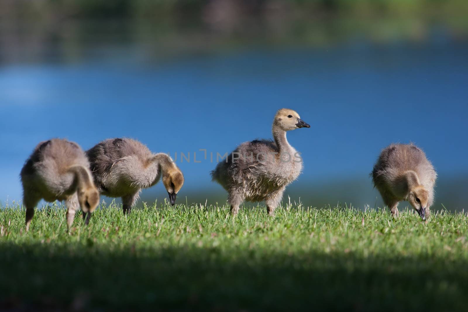 Goslings eating grass near the lake shore