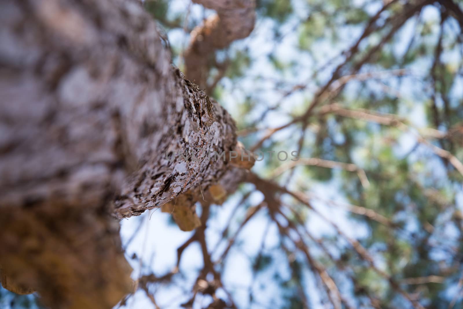 Beautiful green pine tree background by jakgree