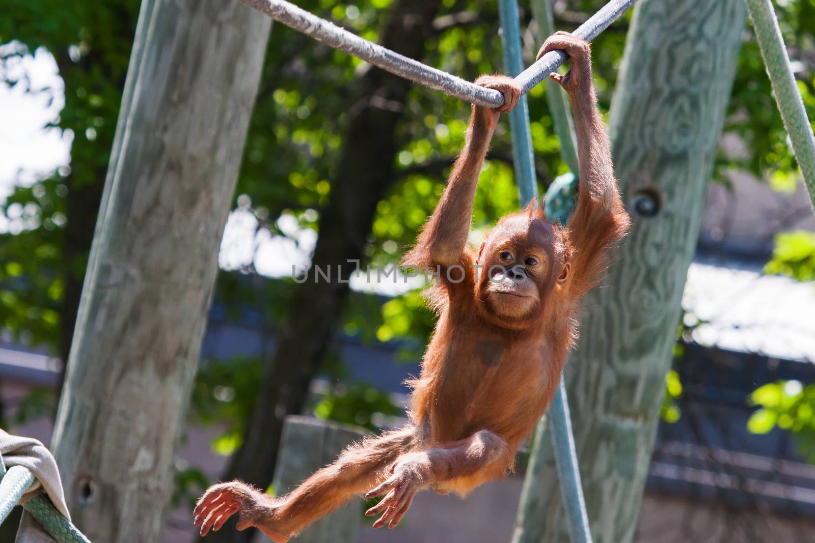 Baby orangutan climbing on high on a rope