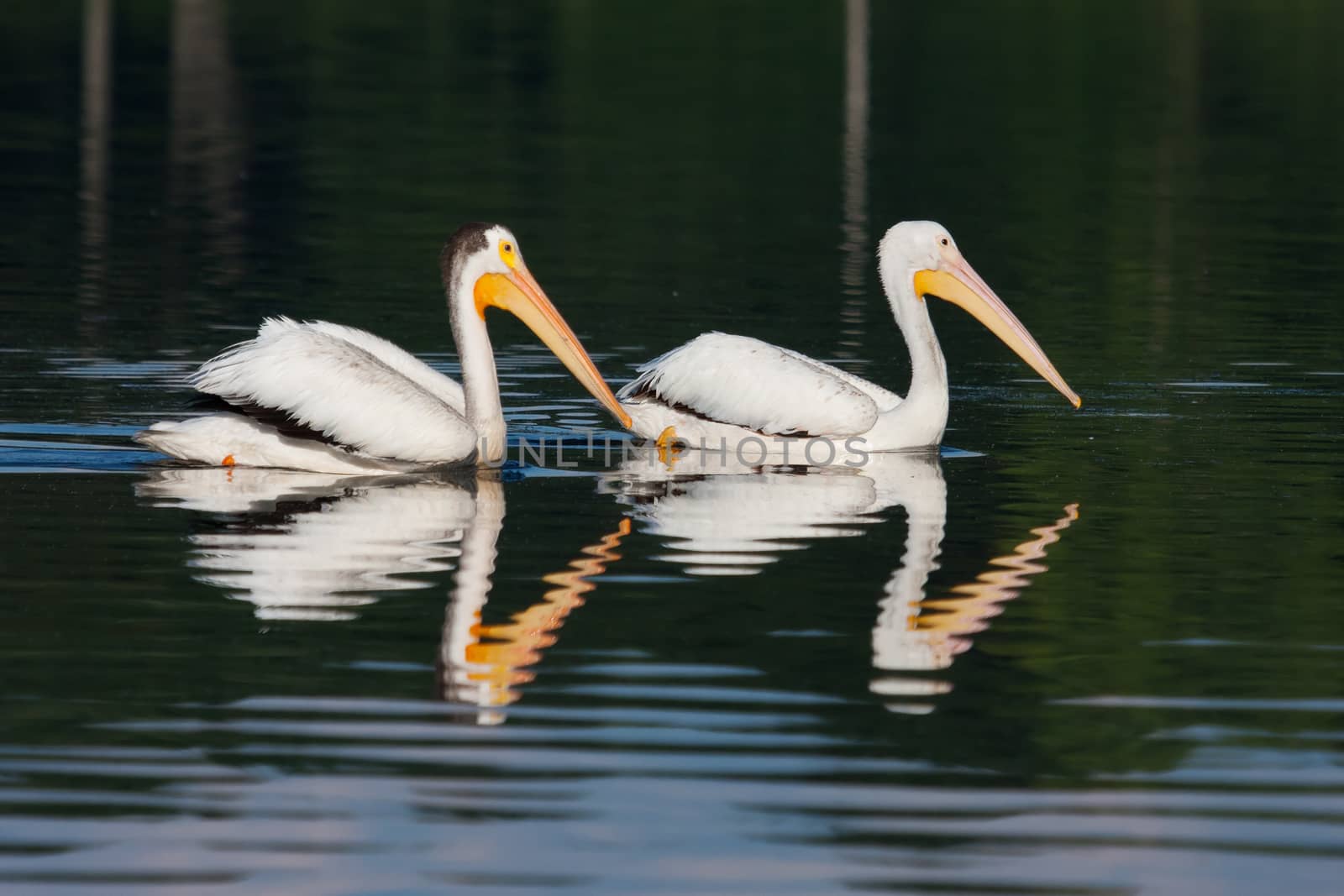 Two White Pelicans (Pelecanus erythrorhynchos) swimming in a lake