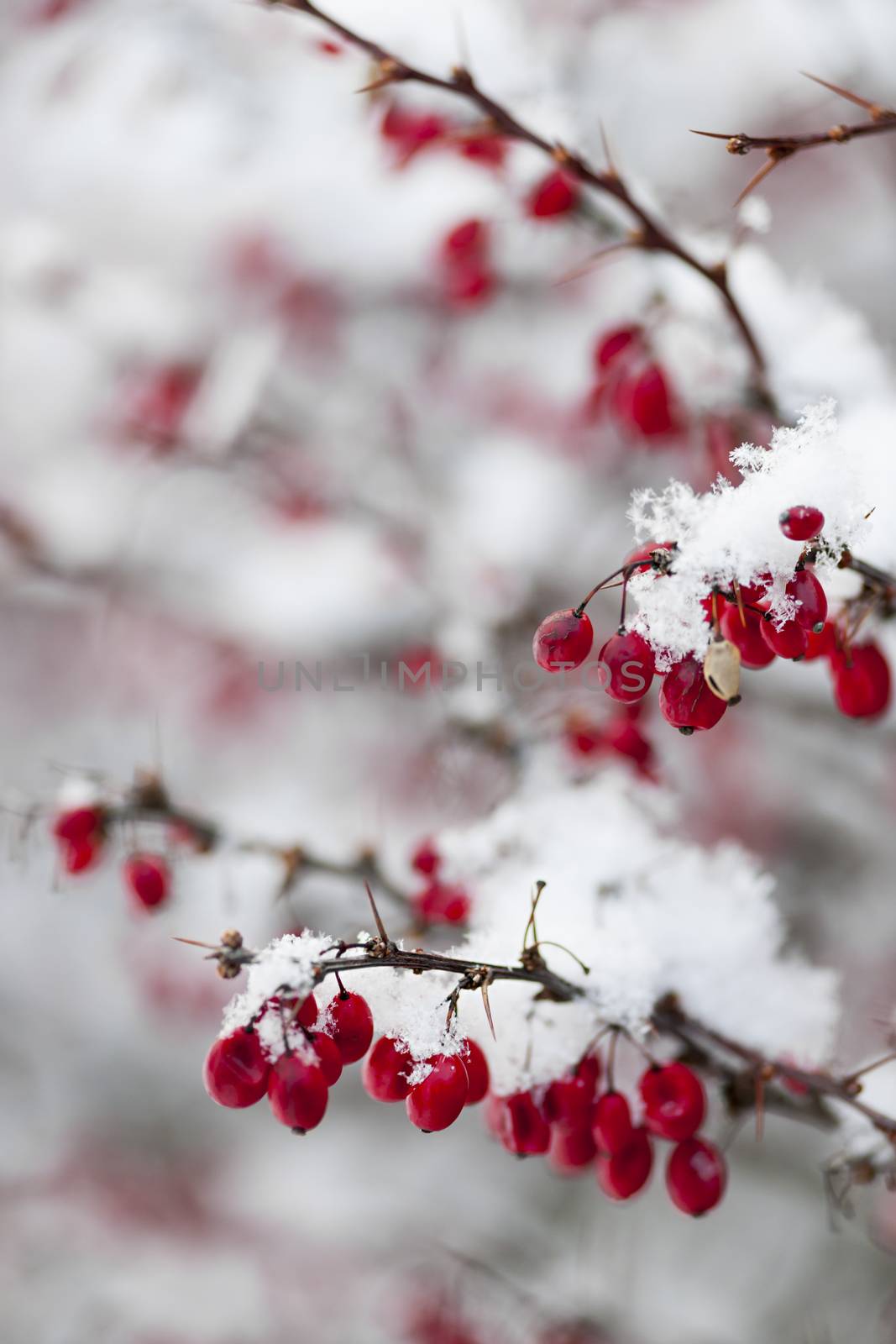 Snowy red barberry berries closeup in winter