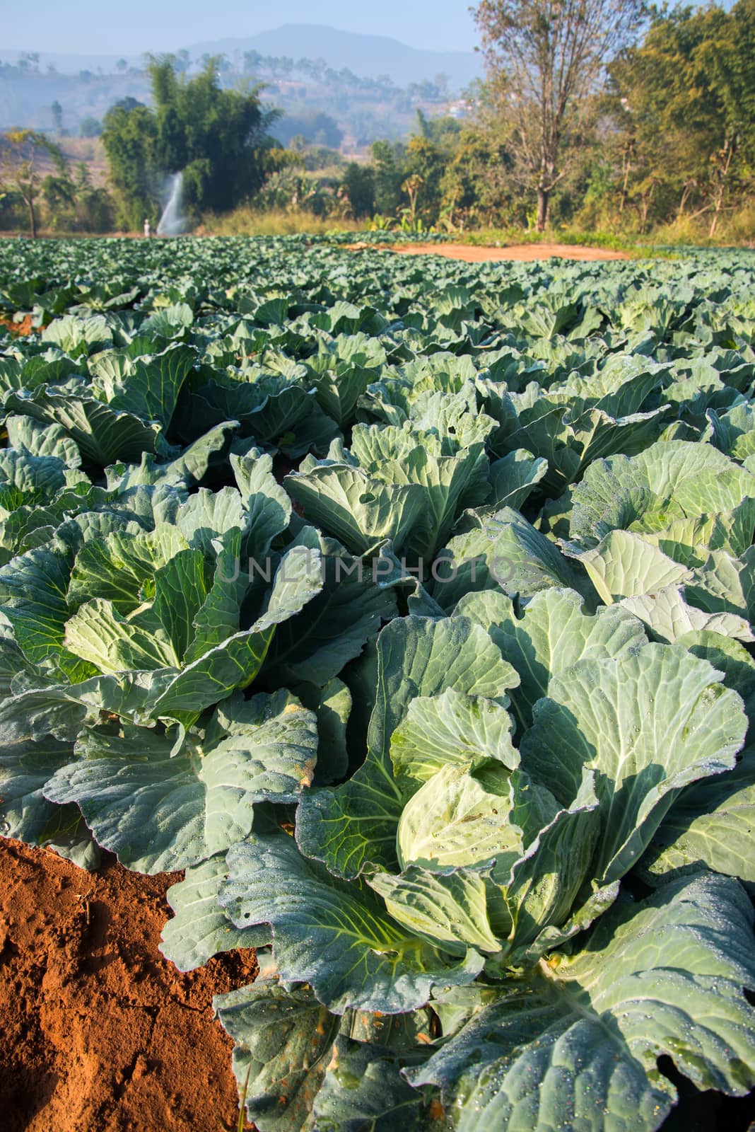 Many green cabbages in the agriculture fields by jakgree