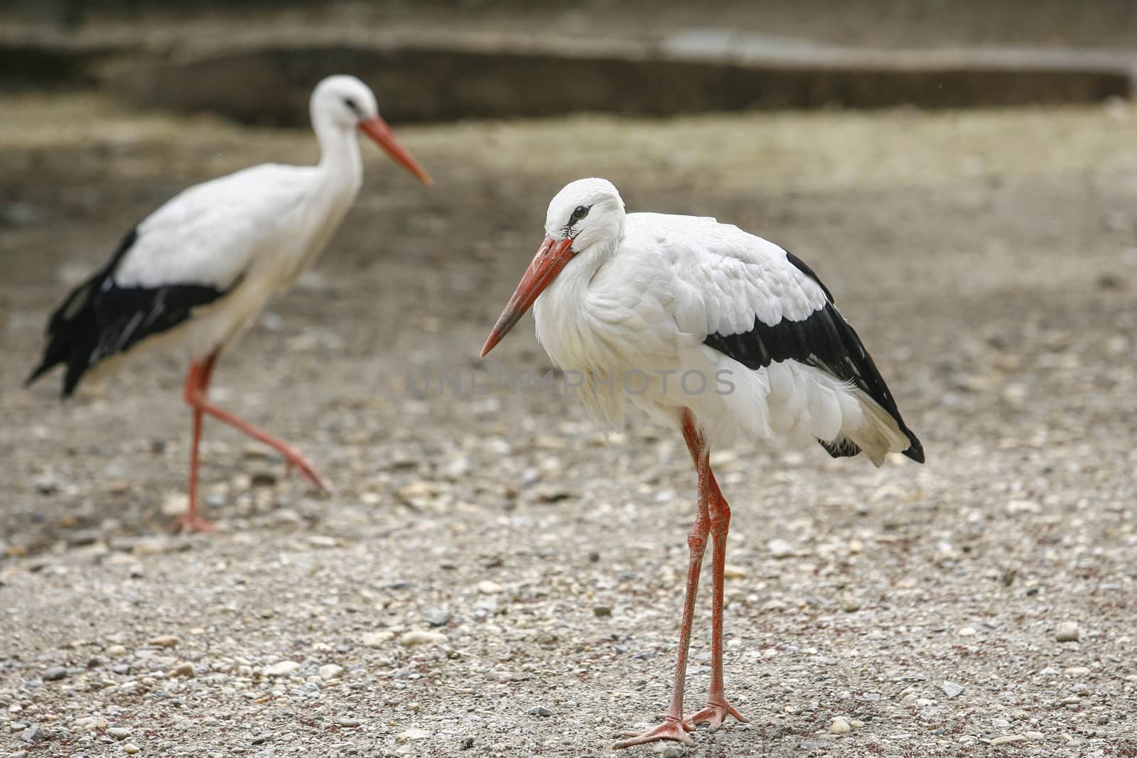 two white and black herons walking on the ground