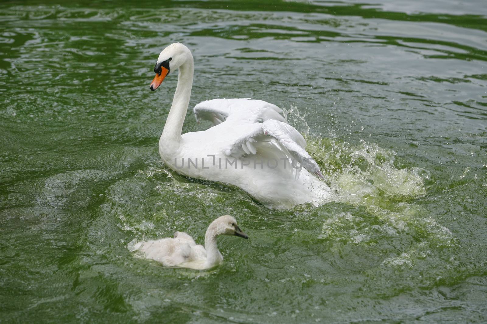 Swan spreading wings