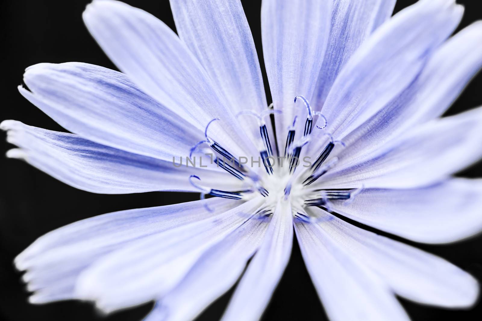 Macro closeup on blue chicory flower with black background