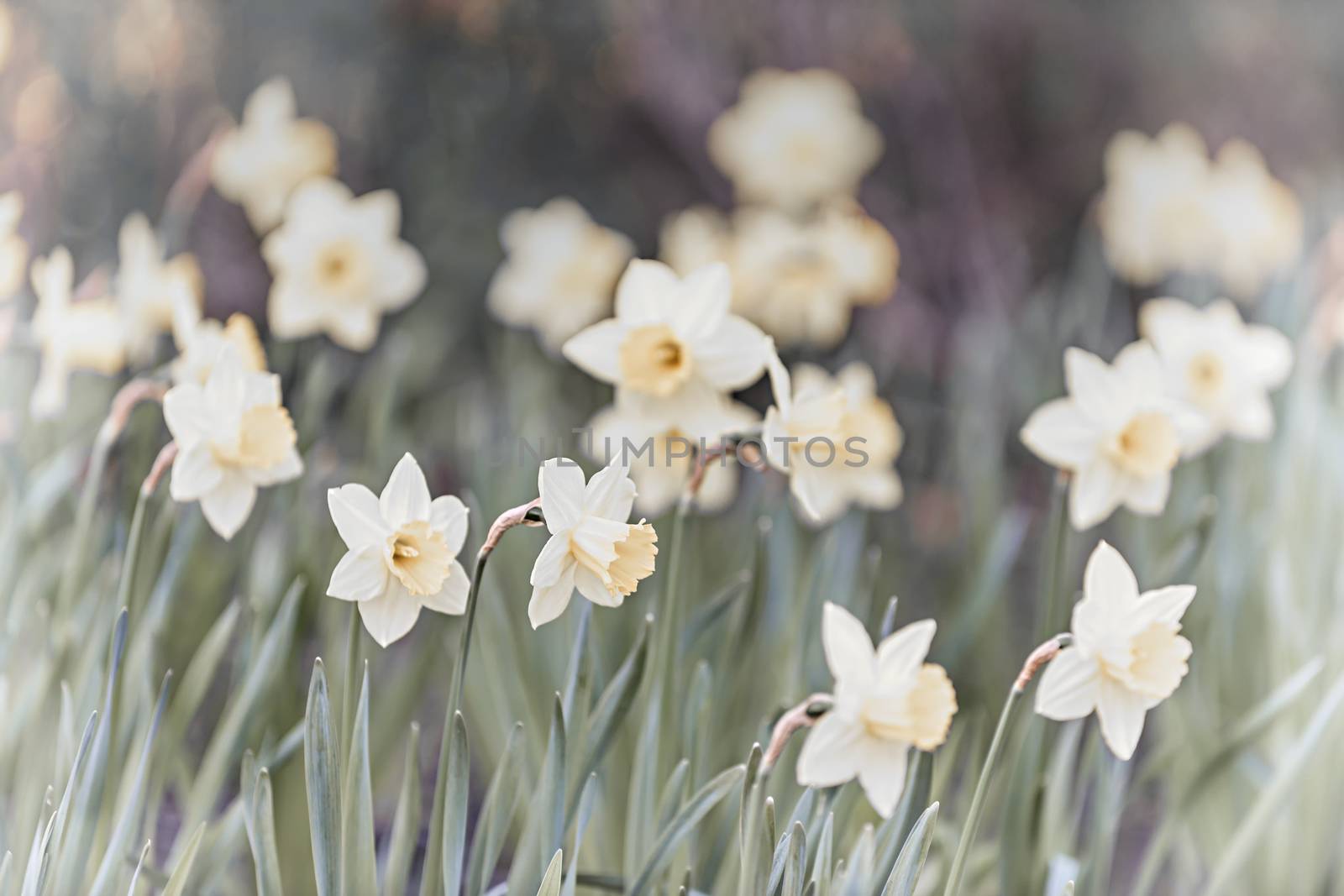 Field of blooming white daffodil flowers in spring