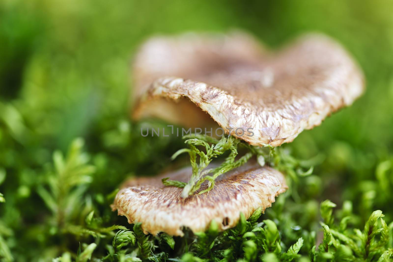 Brown wood mushrooms growing on mossy green forest floor