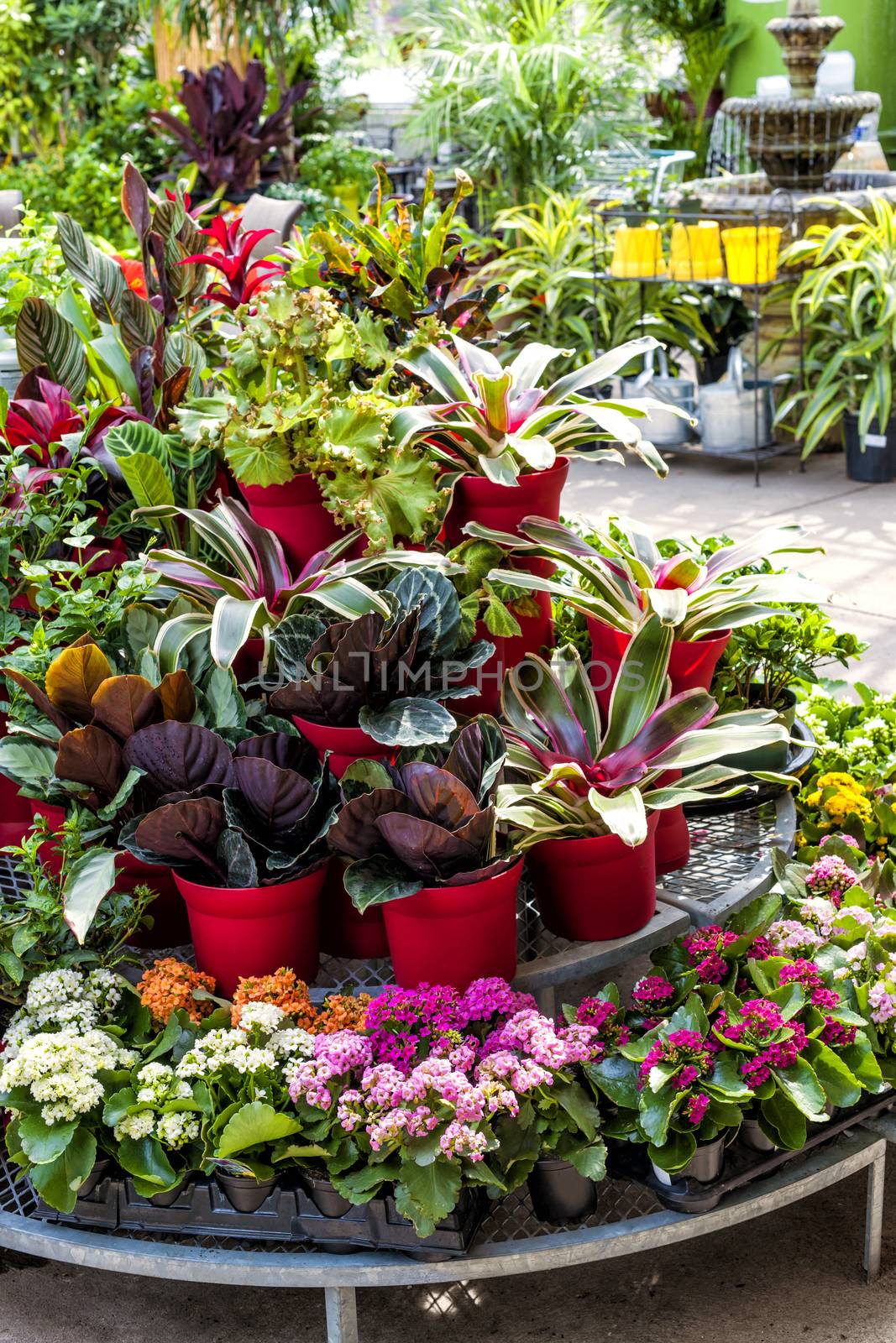 Plant nursery store with many plants for sale on display rack
