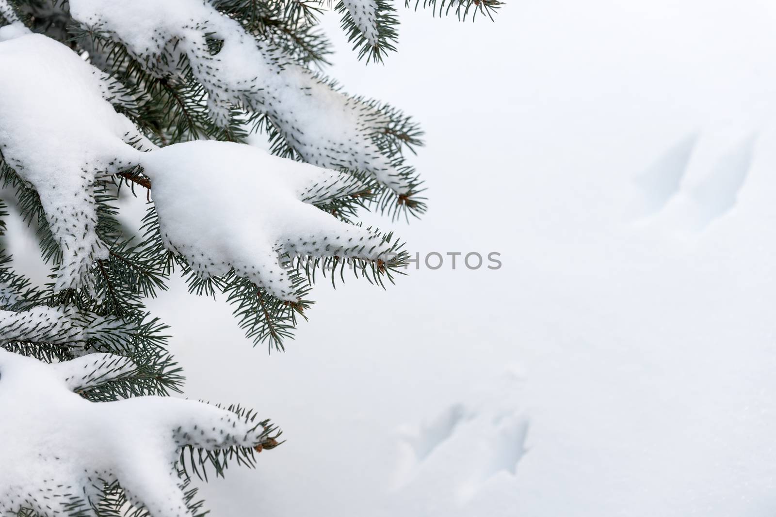 Snow on winter evergreen branches by elenathewise