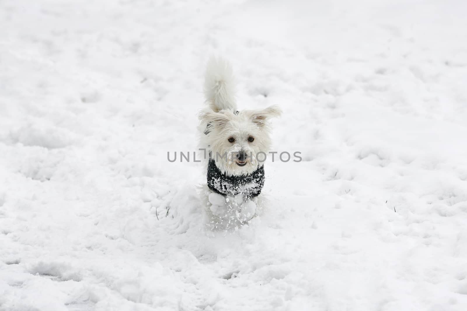 little white dog terrier in winter