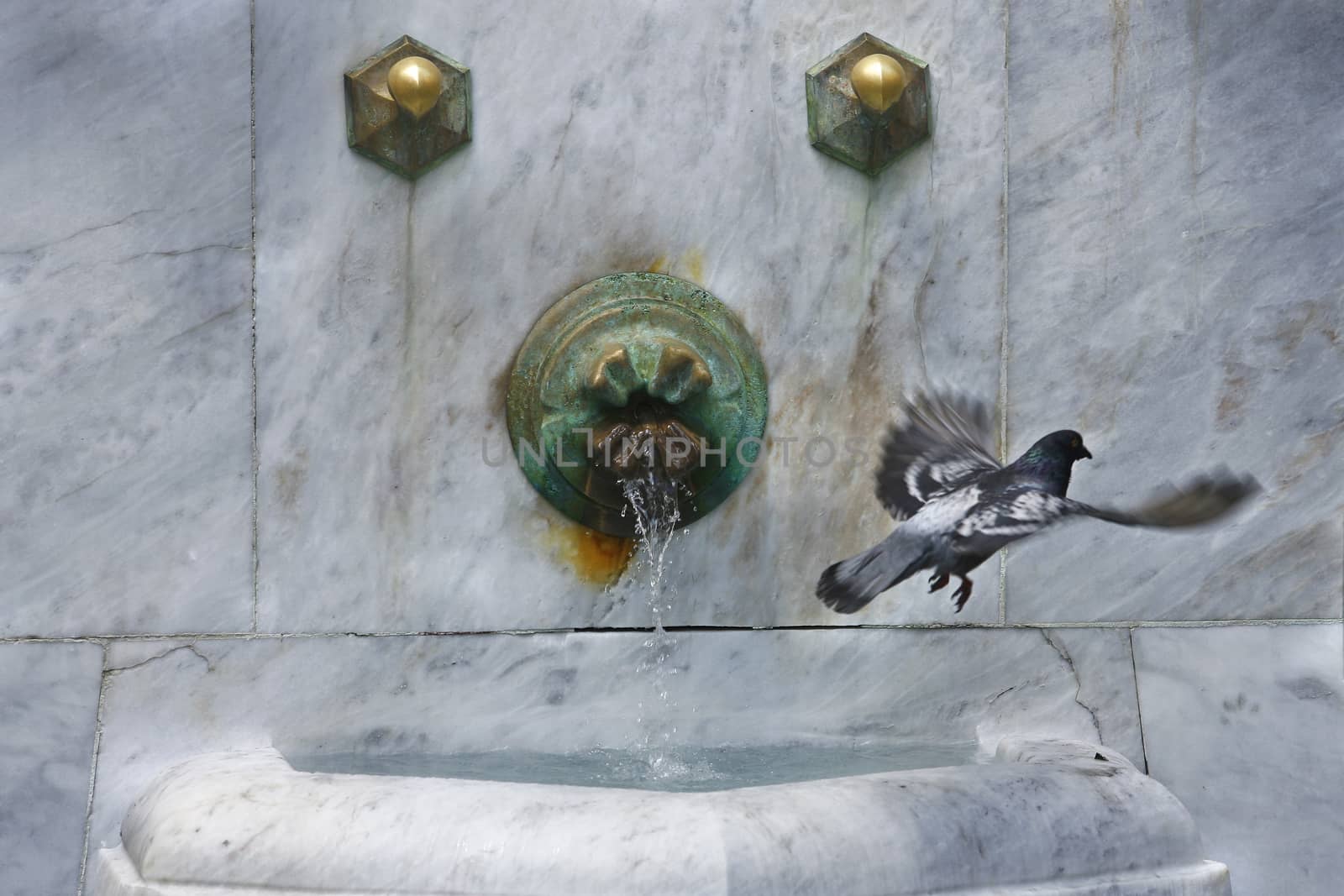 pigeon flying by the fountain