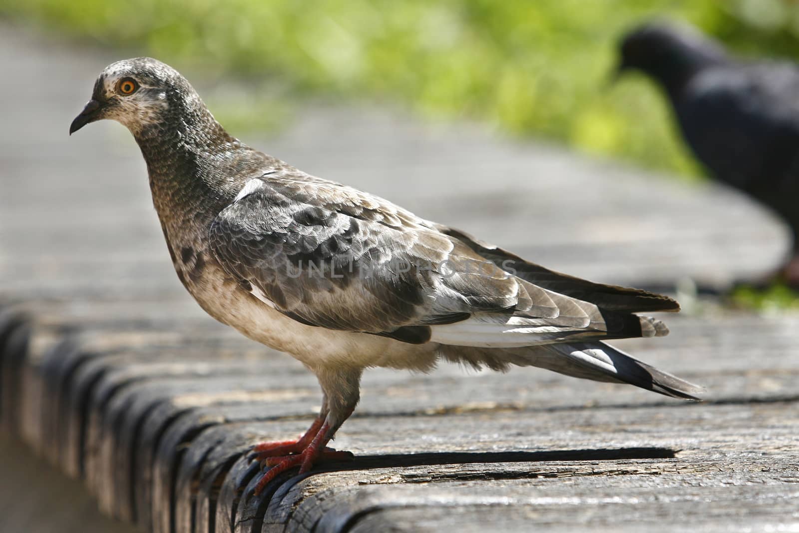 Pigeon posing on a bench