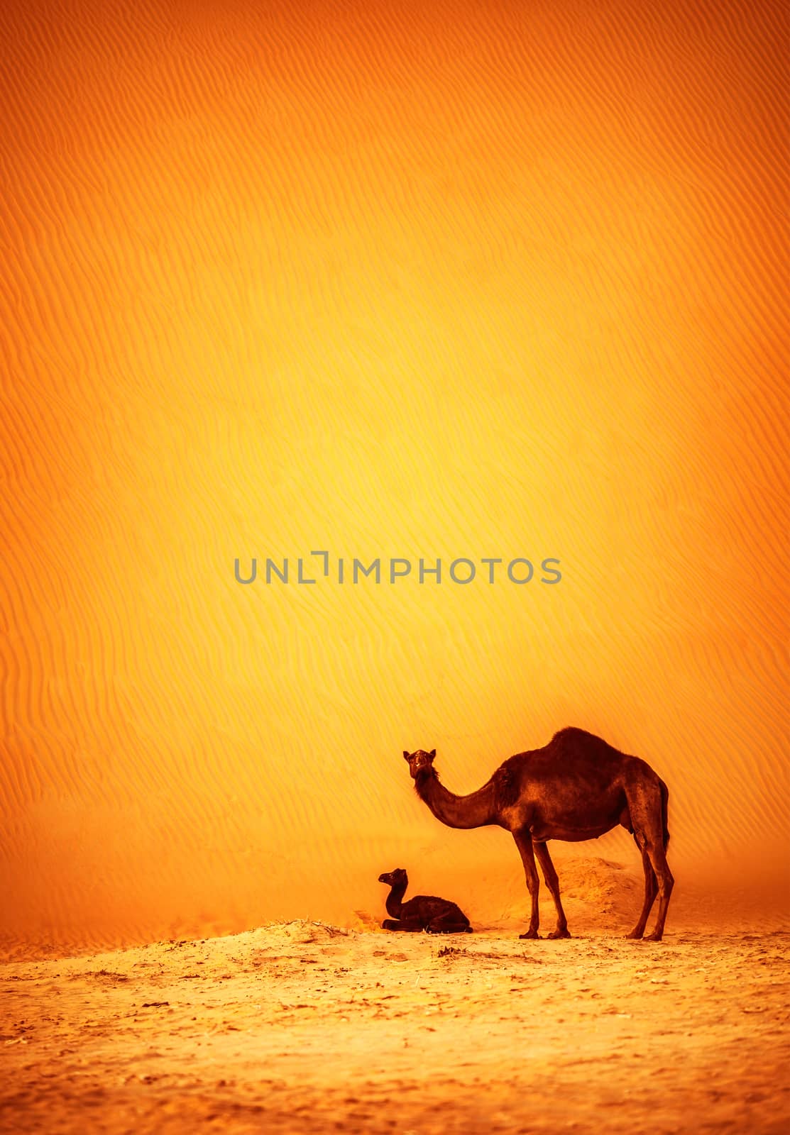Family of wild camels by Anna_Omelchenko