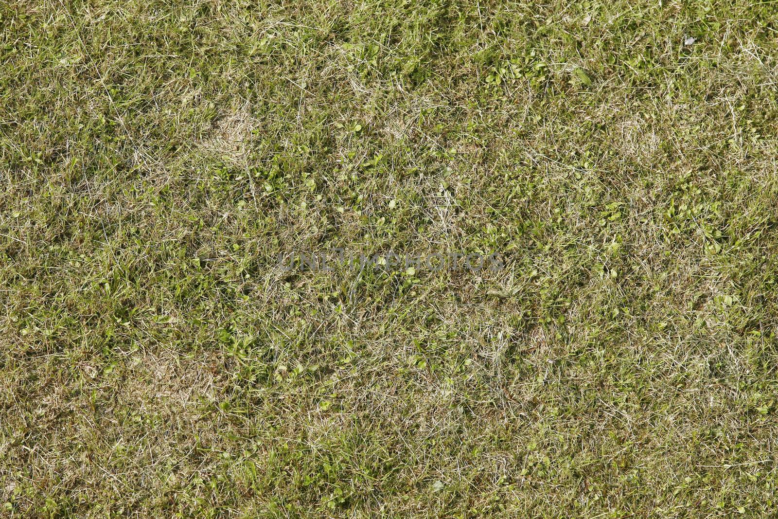 green grass texture or background of golf course and football soccer field