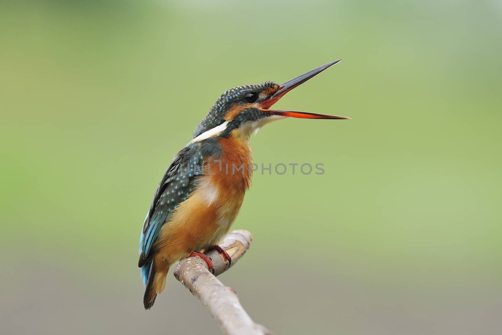 Common Kingfisher (Alcedo atthis)
This picture is female. She is sitting on perch for resting and open her mouth, taken picture from the Mahachai Mangrove Research Station in Thailand.
