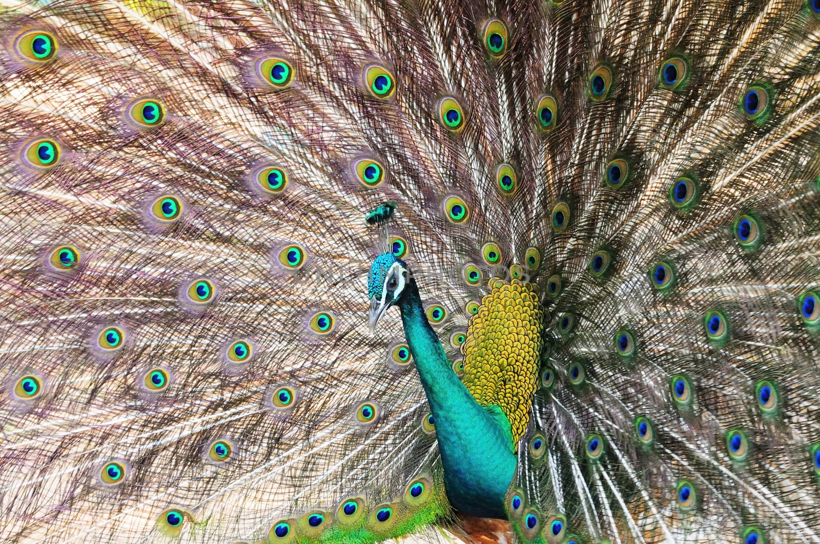 Beautiful Green Peafowl (male) with colorful tail fully open by panuruangjan