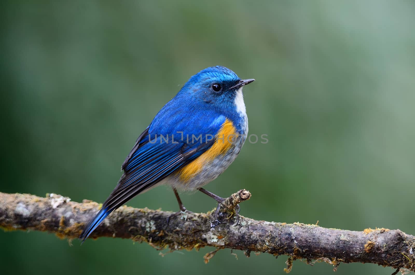 Himalayan Bluetail (male) on branch by panuruangjan