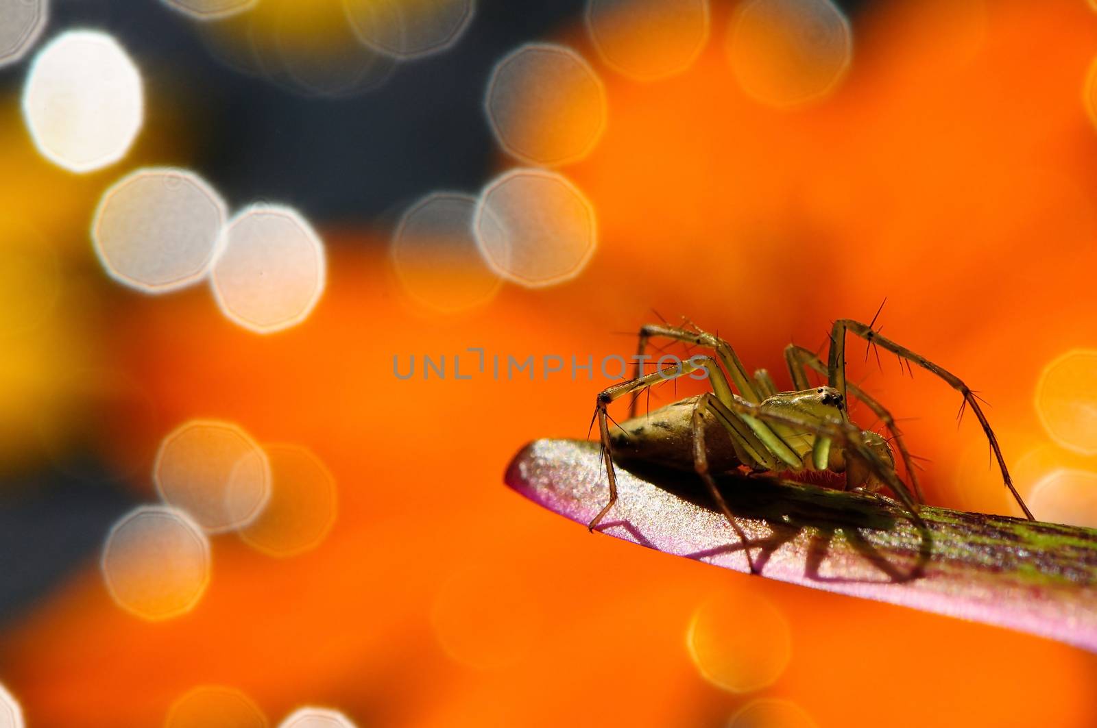 Spider close-up on lotus leaf is taken picture above a pond on orange background.