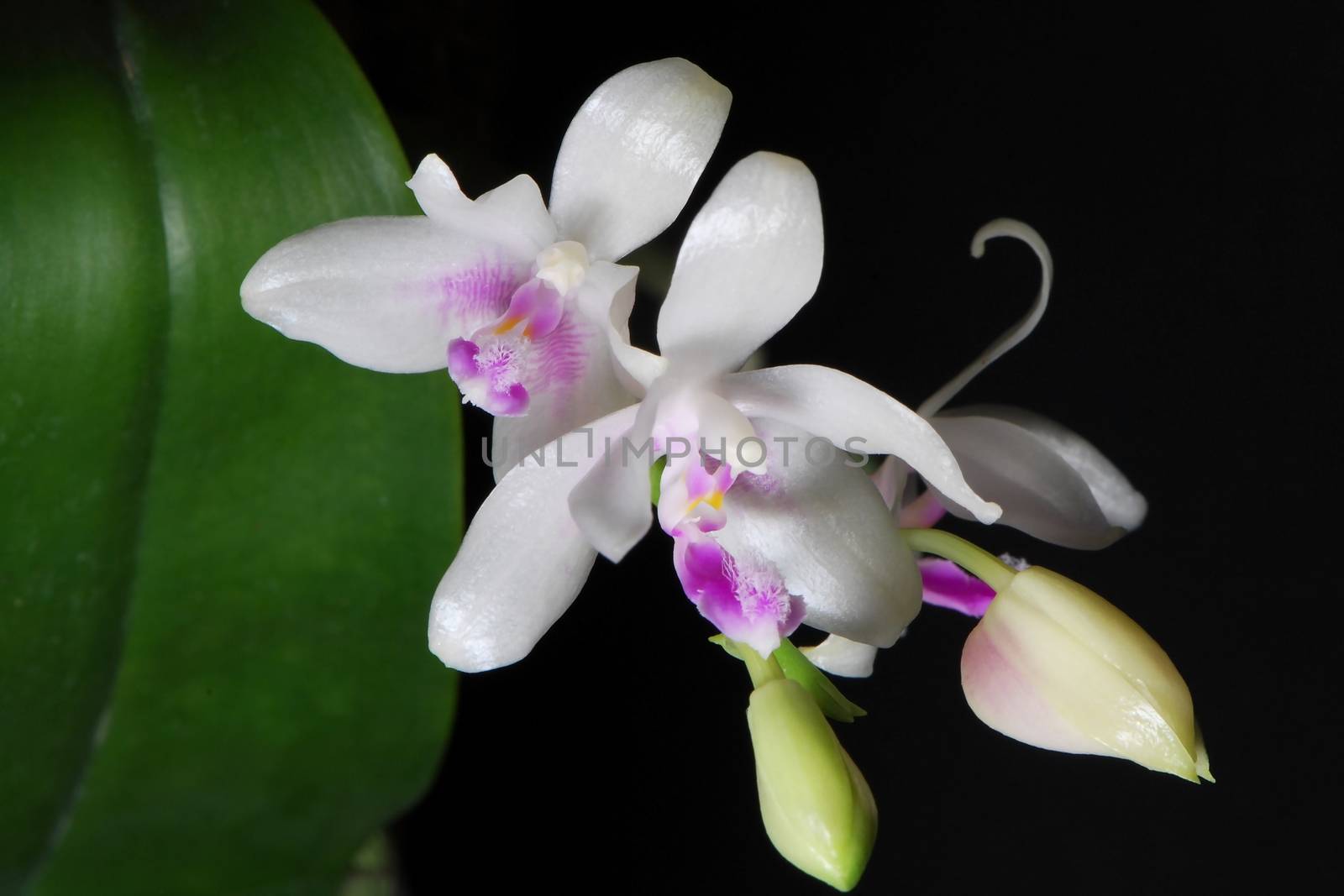 Close up of Phalaenopsis fimbriata, orchid flowers on black by panuruangjan