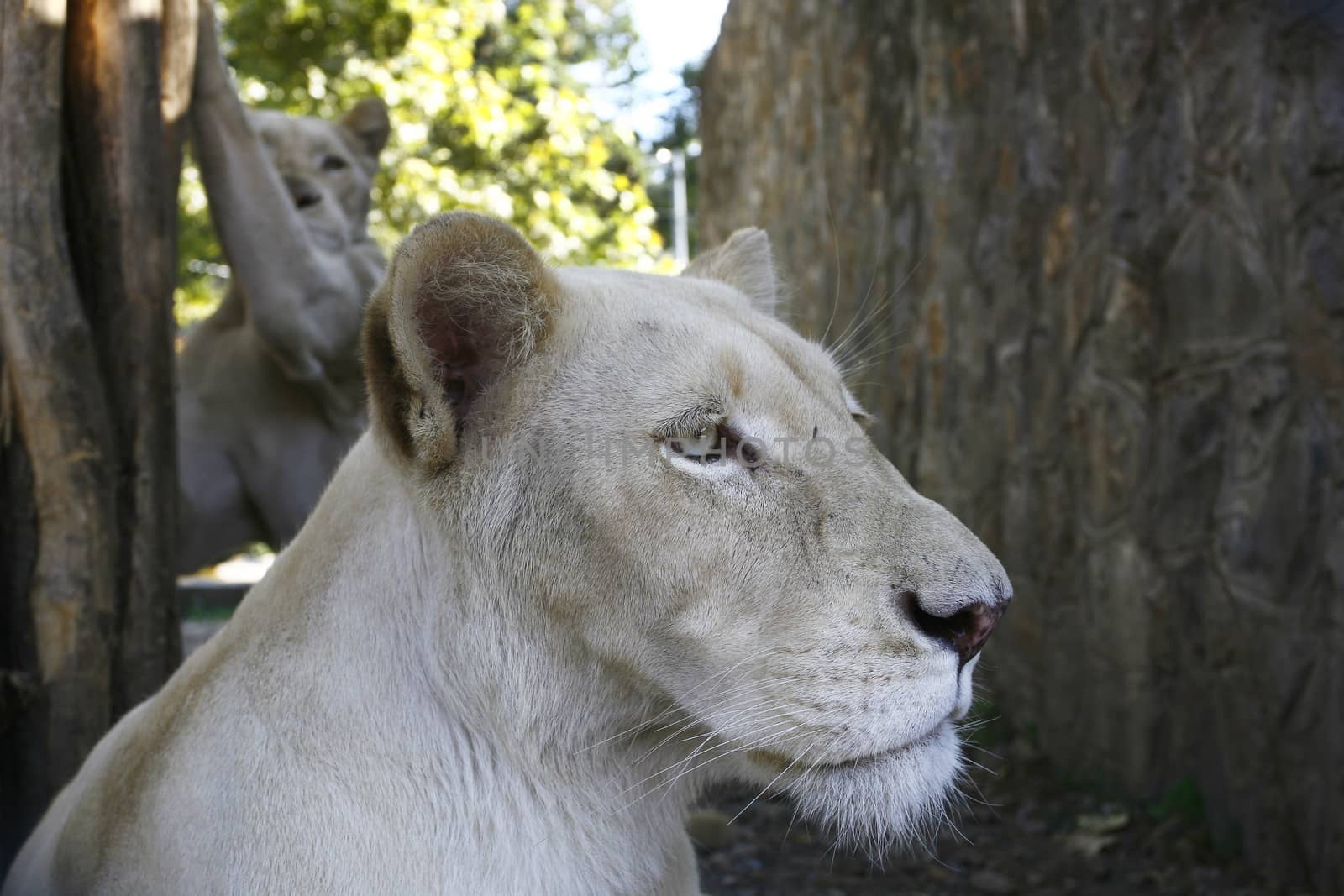 lion white by nemar74