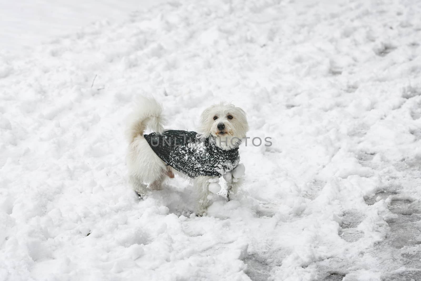 little white dog terrier winter by nemar74