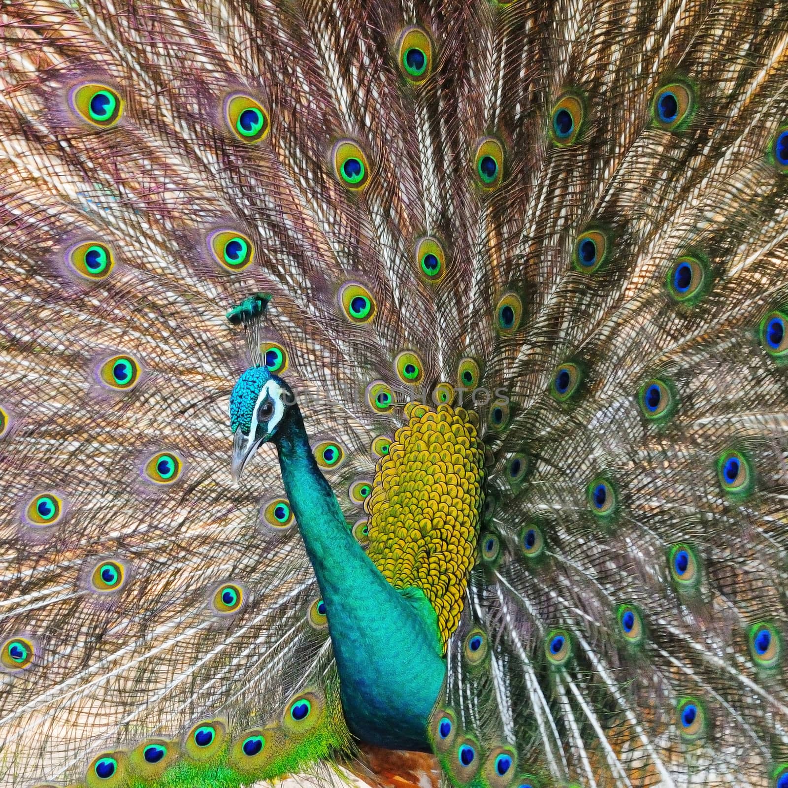 Beautiful Green Peafowl (male) with colorful tail fully open