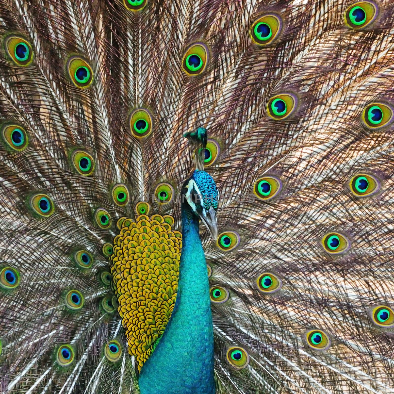 Beautiful Green Peafowl (male) with colorful tail fully open