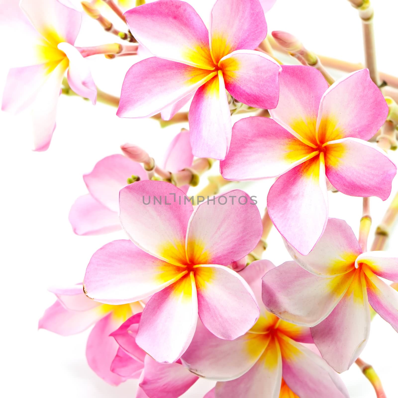 Beautiful pink Plumeria flower, isolated on a white background