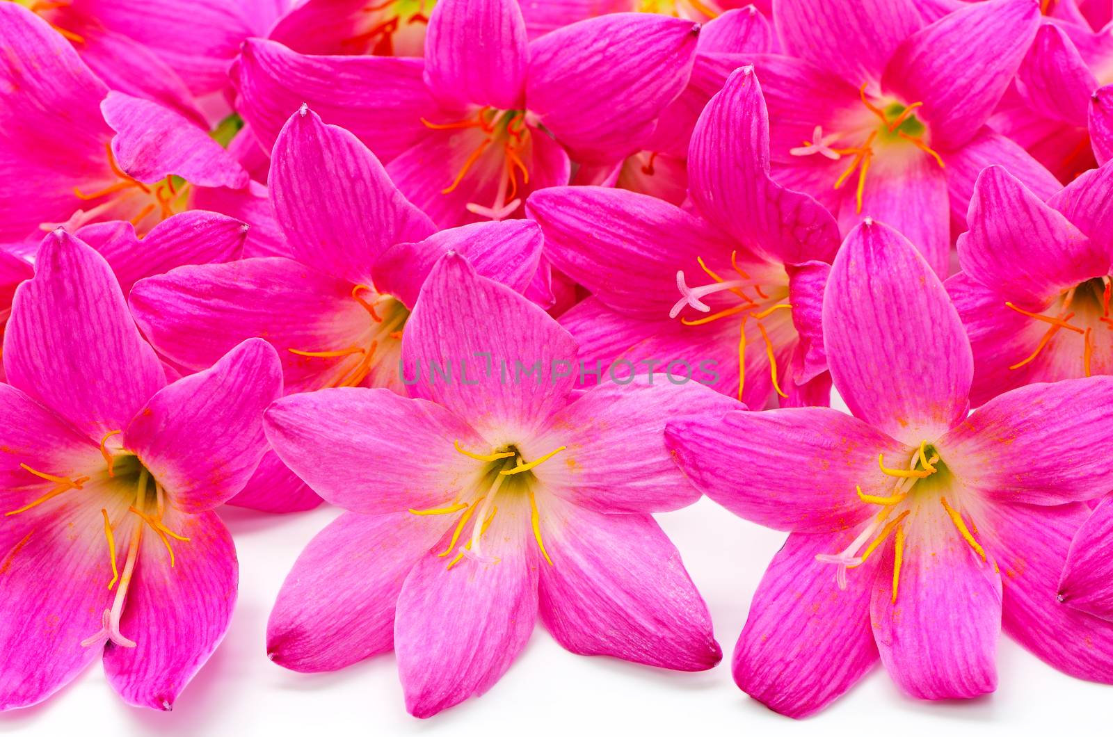 Blossom of pink Zephyranthes Lily, Rain Lily, Fairy Lily, Little Witches, isolated on a whte background